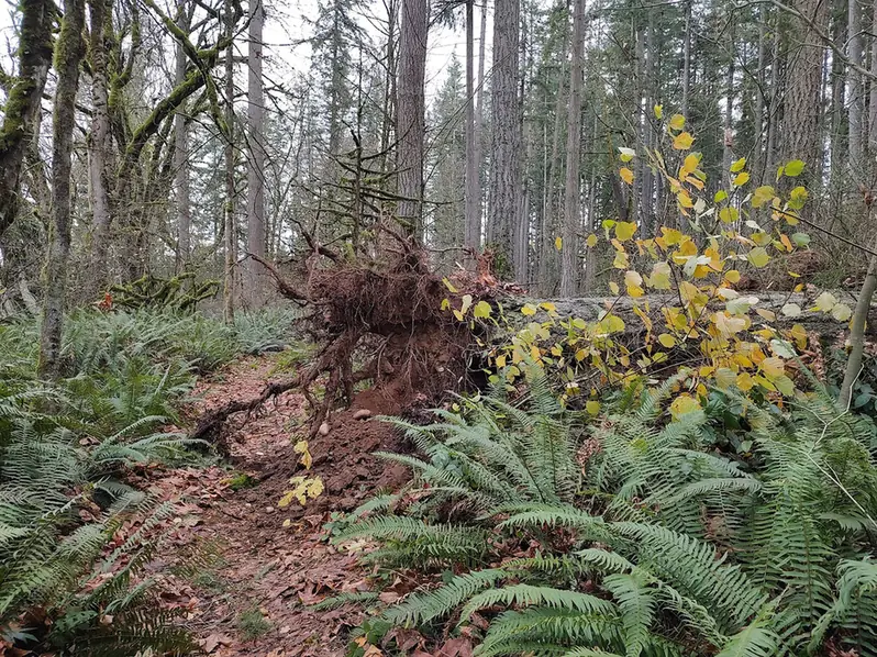 An uprooted tree tipped over on the forest floor